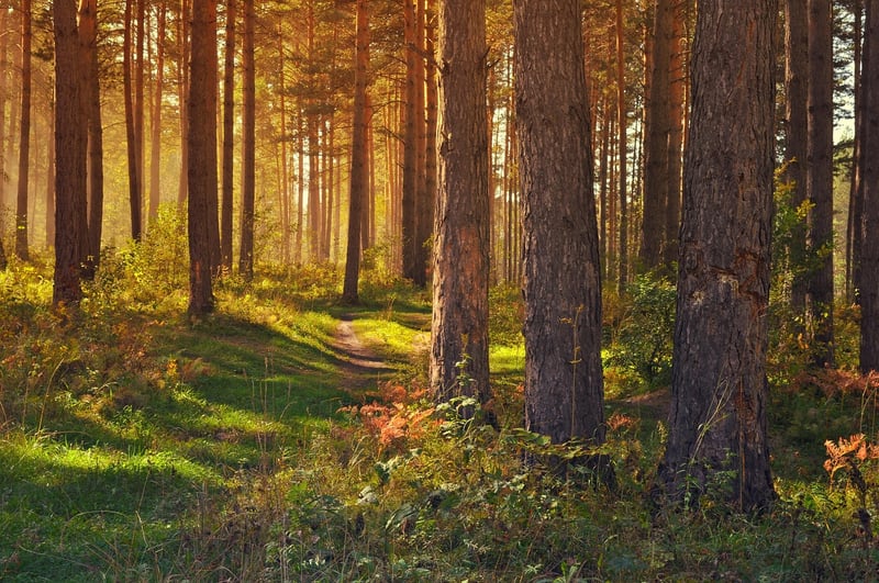 Forest glades